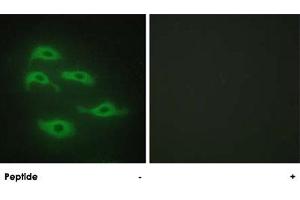 Immunofluorescence analysis of HepG2 cells, using SERINC3 polyclonal antibody . (SERINC3 anticorps  (C-Term))