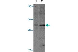 Western blot analysis of SLAMF9 in mouse kidney tissue lysate with SLAMF9 polyclonal antibody  at 1 ug/mL (lane 1) and 2 ug/mL (lane 2). (SLAMF9 anticorps  (C-Term))