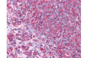 Anti-HSPA8 / HSC70 antibody IHC staining of human spleen. (Hsc70 anticorps  (N-Term))