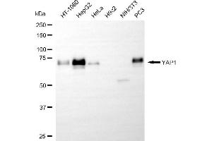 Western blotting analysis using YAP1 antibody (ABIN7800883). (Recombinant YAP1 anticorps)
