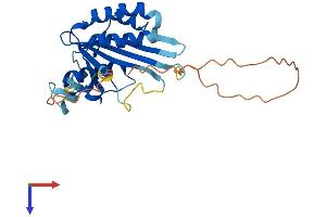 AlphaFold protein structure predicition of Mouse Recombinant Maf1 Protein, UniprotID Q9D0U6