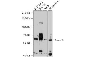 Western blot analysis of extracts of various cell lines, using SLC1 antibody  at 1:1000 dilution. (SLC1A6 anticorps  (AA 155-265))