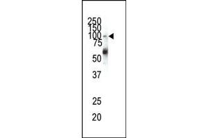 Western blot analysis of anti-EphA1 N-term Pab (ABIN391883 and ABIN2841703) in HeLa cell lysate.
