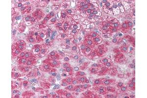 Anti-NTF3 / Neurotrophin 3 antibody IHC of human adrenal.