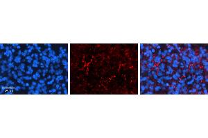 Immunohistochemistry (IHC) image for anti-Solute Carrier Family 1 (Glutamate/Neutral Amino Acid Transporter), Member 4 (SLC1A4) (C-Term) antibody (ABIN2781576)