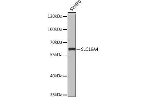 Western blot analysis of extracts of SW480 cells, using SLC16 Rabbit pAb (ABIN7270403) at 1:1000 dilution.