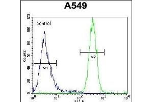 SYNCI Antibody (N-term) (ABIN654757 and ABIN2844441) flow cytometric analysis of A549 cells (right histogram) compared to a negative control cell (left histogram). (Syncoilin anticorps  (N-Term))