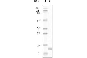 Western Blotting (WB) image for anti-Synuclein, gamma (Breast Cancer-Specific Protein 1) (SNCG) antibody (ABIN1845097) (SNCG anticorps)