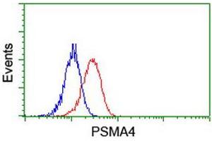 Image no. 2 for anti-Proteasome Subunit alpha 4 (PSMA4) antibody (ABIN1500456) (PSMA4 anticorps)