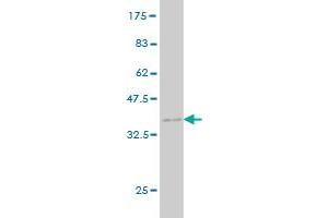 Western Blot detection against Immunogen (35.