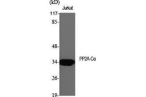Western Blot (WB) analysis of specific cells using PP2A-Calpha Polyclonal Antibody. (PPP2CA anticorps  (Thr278))