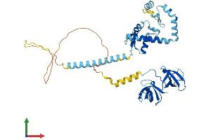 AlphaFold protein structure predicition of Human Recombinant KIN Protein, UniprotID O60870