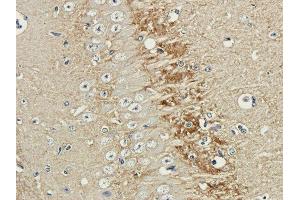 Immunohistochemical staining of guinea pig brain using anti-polysialic acid antibody  Formalin fixed guinea pig brain slices were were stained with a  at 3 µg/ml. (Recombinant Polysialic Acid anticorps)