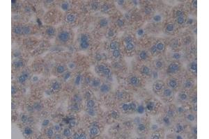 IHC-P analysis of Mouse Liver Tissue, with DAB staining. (FOS anticorps  (AA 6-240))