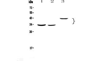 Western blot analysis of Regucalcin using anti-Regucalcin antibody .
