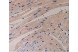 Detection of GCG in Mouse Heart Tissue using Polyclonal Antibody to Glucagon (GCG) (Glucagon anticorps  (AA 21-180))