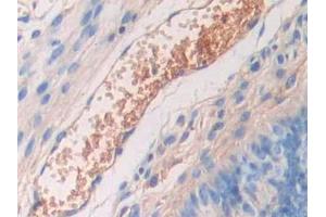 Used in DAB staining on fromalin fixed paraffin- embedded kidney tissue (Fetuin A anticorps  (AA 19-250))