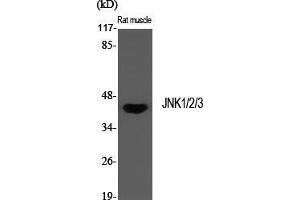 Western Blot (WB) analysis of specific cells using JNK1/2/3 Polyclonal Antibody. (JNK anticorps  (Lys27))