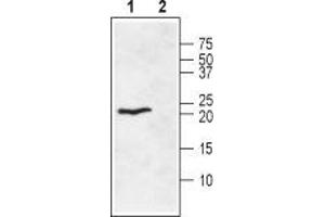 Western blot analysis of rat heart membranes: - 1. (Ephrin A1 anticorps  (Extracellular))