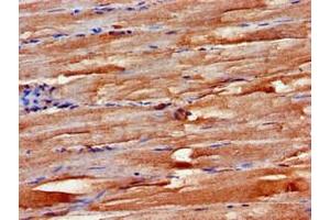 Immunohistochemistry of paraffin-embedded human skeletal muscle tissue using ABIN7152499 at dilution of 1:100