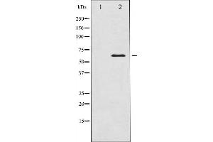 Western blot analysis of CaMK4 expression in H2O2 treated K562 whole cell lysates,The lane on the left is treated with the antigen-specific peptide. (CAMK4 anticorps  (Internal Region))