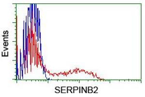 HEK293T cells transfected with either RC203139 overexpress plasmid (Red) or empty vector control plasmid (Blue) were immunostained by anti-SERPINB2 antibody (ABIN2455360), and then analyzed by flow cytometry. (SERPINB2 anticorps)