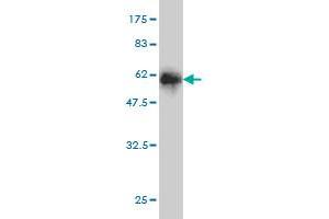 Western Blot detection against Immunogen (52.