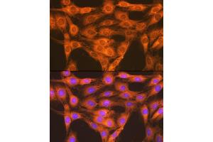 Immunofluorescence analysis of C6 cells using RA + RB Rabbit mAb (ABIN7269853) at dilution of 1:100 (40x lens). (RAP1A + RAP1B anticorps)
