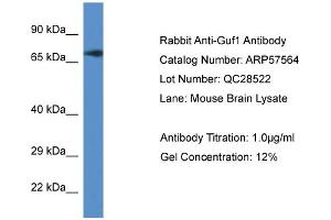 Western Blotting (WB) image for anti-GUF1 GTPase Homolog (GUF1) (C-Term) antibody (ABIN2787278) (GUF1 anticorps  (C-Term))