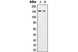 Western blot analysis of USP19 expression in Jurkat (A), H9C2 (B) whole cell lysates.