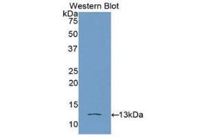 Western Blotting (WB) image for anti-High Mobility Group AT-Hook 1 (HMGA1) (AA 3-107) antibody (ABIN1078142) (HMGA1 anticorps  (AA 3-107))