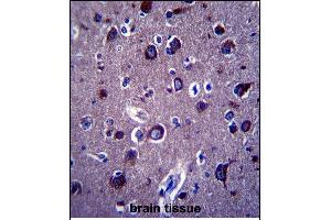 P Antibody (Center) 13689c immunohistochemistry analysis in formalin fixed and paraffin embedded human brain tissue followed by peroxidase conjugation of the secondary antibody and DAB staining.
