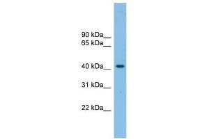 GPR87 antibody used at 1 ug/ml to detect target protein. (GPR87 anticorps  (N-Term))
