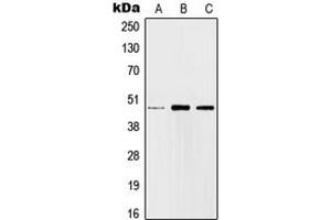 Western blot analysis of c-Jun expression in HEK293T (A), SP2/0 (B), H9C2 (C) whole cell lysates. (C-JUN anticorps  (Center))