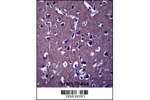 ZSWIM5 Antibody immunohistochemistry analysis in formalin fixed and paraffin embedded human brain tissue followed by peroxidase conjugation of the secondary antibody and DAB staining. (ZSWIM5 anticorps  (N-Term))