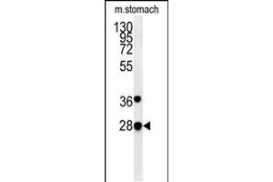 PREPL Antibody (C-term) (ABIN651755 and ABIN2840389) western blot analysis in mouse stomach tissue lysates (15 μg/lane).