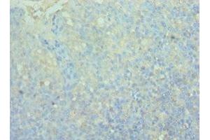 Immunohistochemistry of paraffin-embedded human tonsil tissue using ABIN7161084 at dilution of 1:100 (2B4 anticorps  (AA 22-224))