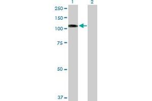 Western Blot analysis of PKN1 expression in transfected 293T cell line by PKN1 MaxPab polyclonal antibody. (PKN1 anticorps  (AA 1-942))