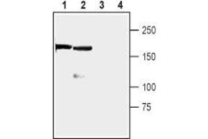 Western blot analysis of rat (lanes 1 and 3) and mouse (lanes 2 and 4) brain lysates: - 1,2. (Regulating Synaptic Membrane Exocytosis 1 (RIMS1) (AA 1039-1054), (Intracellular) anticorps)
