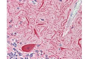 Anti-SLC2A13 / HMIT / GLUT13 antibody IHC staining of human brain, cerebellum.