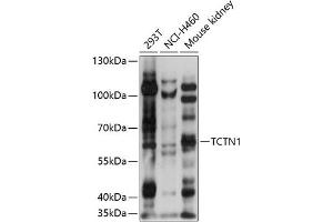 Western blot analysis of extracts of various cell lines, using TCTN1 antibody (ABIN7270757) at 1:1000 dilution.