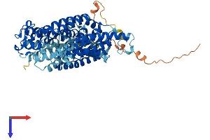 AlphaFold protein structure predicition of Mouse Recombinant Slc5a7 Protein, UniprotID Q8BGY9