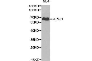 Western blot analysis of NB4 cell lysate using APOH antibody.