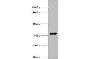 Western blot All lanes: WDR5 antibody at 2 μg/mL + A431 whole cell lysate Secondary Goat polyclonal to rabbit IgG at 1/10000 dilution Predicted band size: 37 kDa Observed band size: 37 kDa (WDR5 anticorps  (AA 1-334))