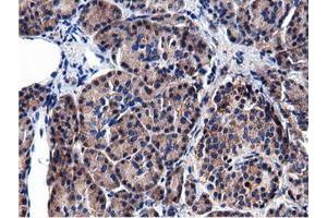 Immunohistochemical staining of paraffin-embedded Human Kidney tissue using anti-CBWD1 mouse monoclonal antibody. (CBWD1 anticorps)