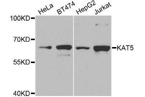 Western blot analysis of extracts of various cell lines, using KAT5 antibody. (KAT5 anticorps  (AA 1-230))