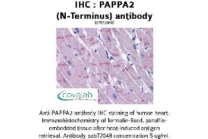Image no. 1 for anti-Pappalysin 2 (PAPPA2) (N-Term) antibody (ABIN1737848)