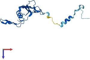 AlphaFold protein structure predicition of Human Recombinant MRPL23 Protein, UniprotID Q16540