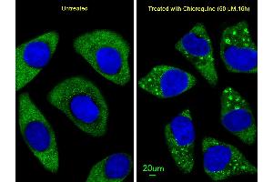 Immunofluorescent analysis of  cells, using ATG7 Antibody (C-term) (ABIN388523 and ABIN2849643).