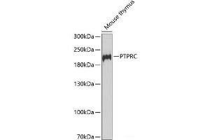 Western blot analysis of extracts of Mouse thymus using PTPRC Polyclonal Antibody at dilution of 1:1000. (CD45 anticorps)